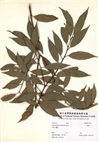 藏品(香桂)的圖片